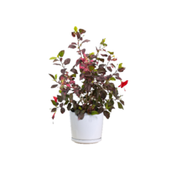Variegated hibiscus